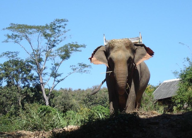Photo of a Thai Elephant in Thailand